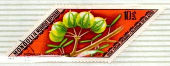 _Mongolia 10 Zygophyllum Xanthoxylon