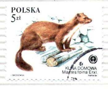 _Polonia 5 Kuna Domowa. Martes foina erxl