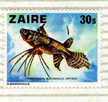 _Zaire 30 Pantodon Buchholzi