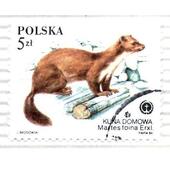 _Polonia 5 Kuna Domowa. Martes foina erxl