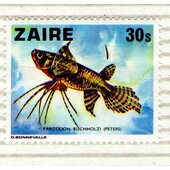 _Zaire 30 Pantodon Buchholzi